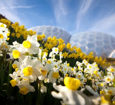 Daffodils in Outdoor Gardens at Eden Project